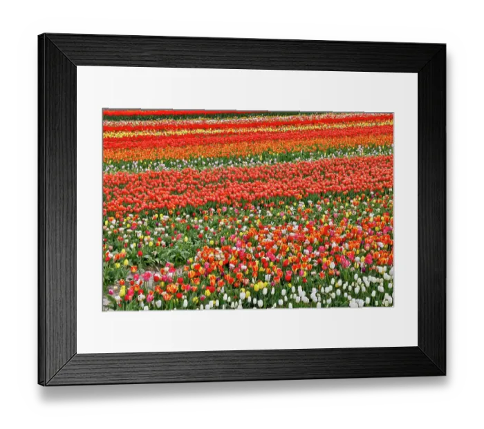 Framed Print : USA, Washington State. Skagit Valley, tulips grown in field Framed Print : USA, Washington State. Skagit Valley, tulips grown in field