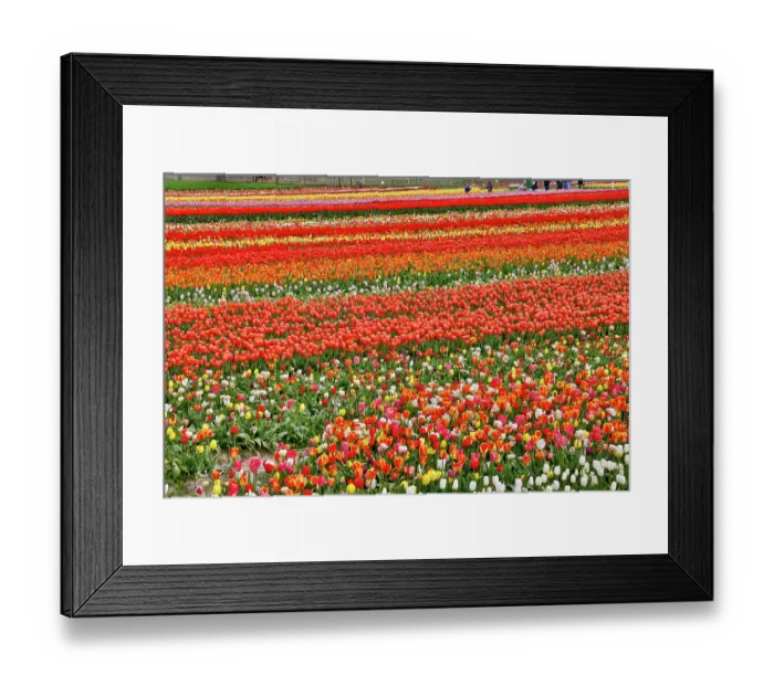 Framed Print : USA, Washington State. Skagit Valley, tulips grown in field Framed Print : USA, Washington State. Skagit Valley, tulips grown in field