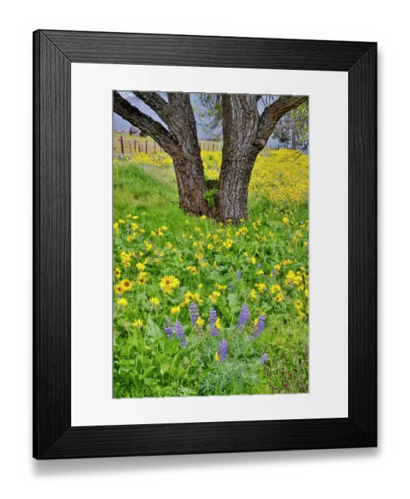Framed Print : USA, Washington State, Lyle. Oak trees with balsamroot and lupine Framed Print : USA, Washington State, Lyle. Oak trees with balsamroot and lupine
