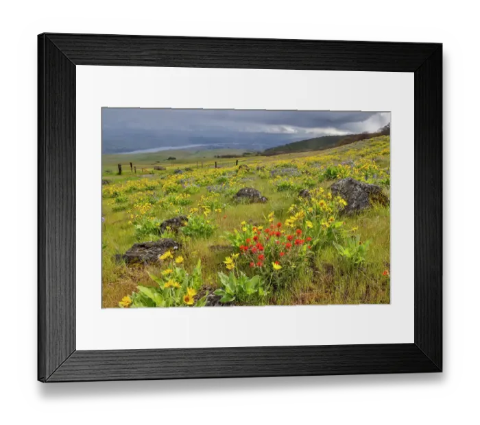 Framed Print : USA, Washington State. Columbia Hills State Park with balsamroot and Indian Paint Brush Framed Print : USA, Washington State. Columbia Hills State Park with balsamroot and Indian Paint Brush