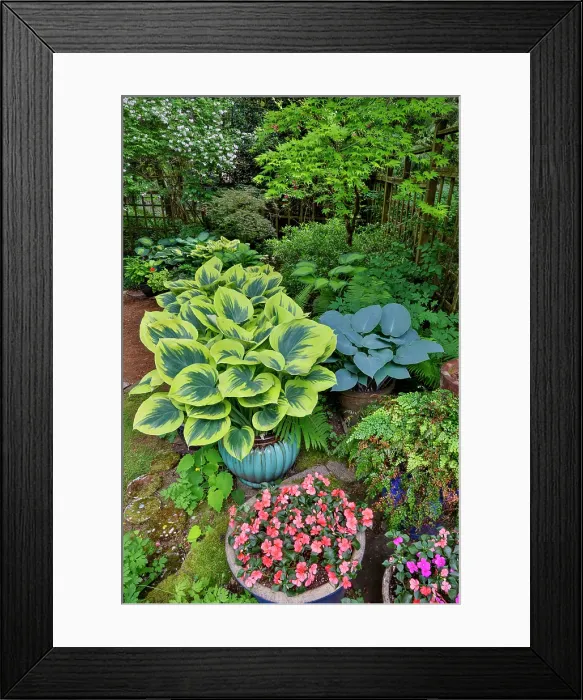 Framed Print : USA, Washington State, Sammamish. Garden with hosta and impatiens in late spring time bloom Framed Print : USA, Washington State, Sammamish. Garden with hosta and impatiens in late spring time bloom