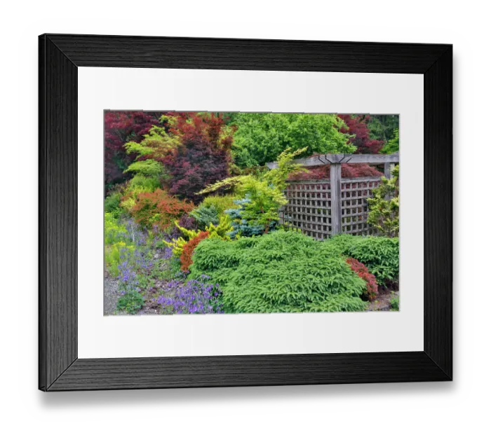 Framed Print : USA, Washington State, Sammamish. Garden in springtime front yard with evergreens, Japanese maple and barberry