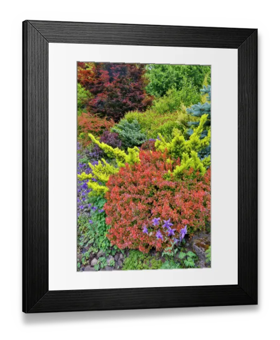 Framed Print : USA, Washington State, Sammamish. Garden in springtime front yard with evergreens, Japanese maple and barberry