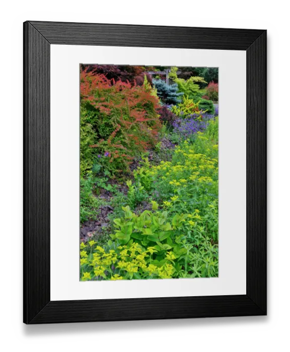 Framed Print : USA, Washington State, Sammamish. Garden in springtime front yard with evergreens, Japanese maple and barberry Framed Print : USA, Washington State, Sammamish. Garden in springtime front yard with evergreens, Japanese maple and barberry