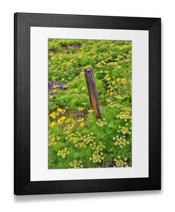 Framed Print : USA, Washington State, Klickitat. Fence in amongst sweet fennel