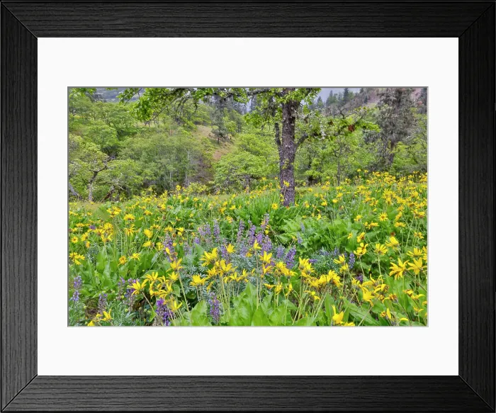 Framed Print : USA, Washington State, Lyle. Oak trees with balsamroot and lupine