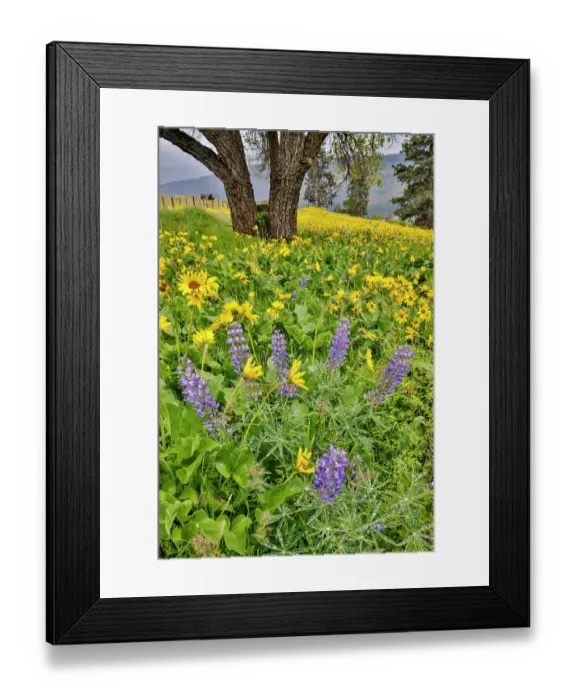 Framed Print : USA, Washington State, Lyle. Oak trees with balsamroot and lupine