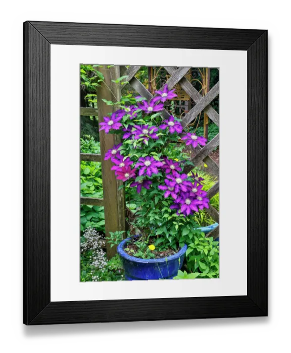 Framed Print : USA, Washington State, Sammamish. Clematis growing in pots in garden Framed Print : USA, Washington State, Sammamish. Clematis growing in pots in garden