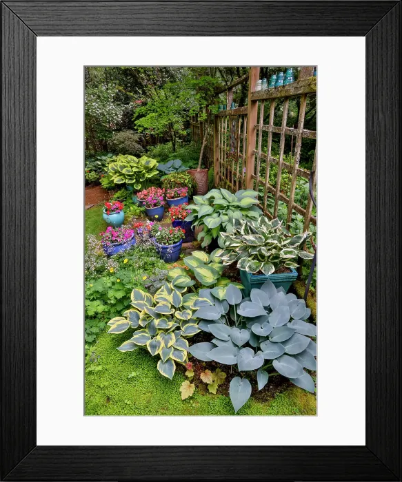 Framed Print : USA, Washington State, Sammamish. Garden with hosta and impatiens in late spring time bloom Framed Print : USA, Washington State, Sammamish. Garden with hosta and impatiens in late spring time bloom