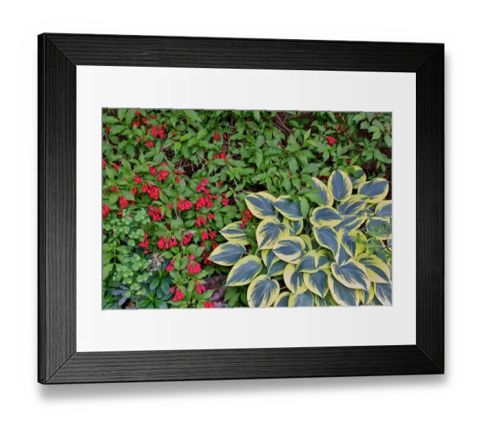 Framed Print : USA, Washington State, Sammamish. Growing hosta in garden Framed Print : USA, Washington State, Sammamish. Growing hosta in garden