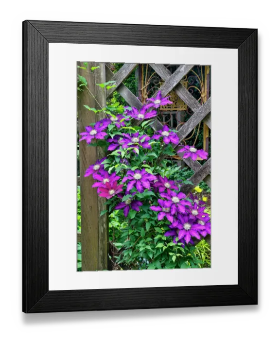 Framed Print : USA, Washington State, Sammamish. Clematis growing in pots in garden
