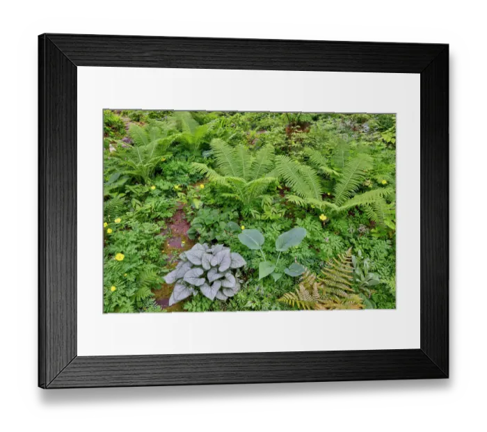 Framed Print : USA, Washington State, Sammamish. Growing hosta in garden Framed Print : USA, Washington State, Sammamish. Growing hosta in garden