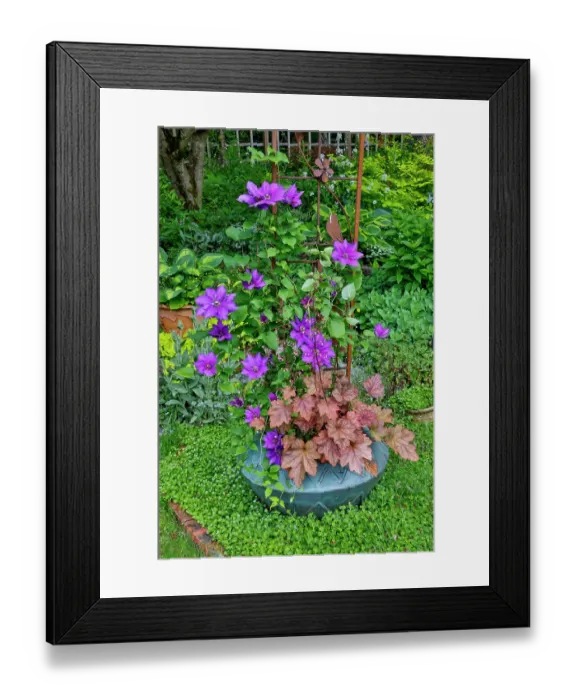 Framed Print : USA, Washington State, Sammamish. Clematis growing in pots in garden Framed Print : USA, Washington State, Sammamish. Clematis growing in pots in garden