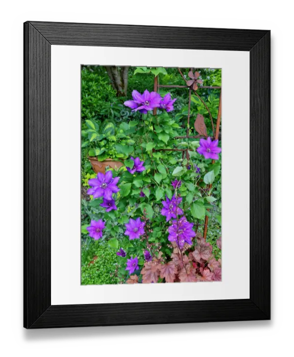 Framed Print : USA, Washington State, Sammamish. Clematis growing in pots in garden Framed Print : USA, Washington State, Sammamish. Clematis growing in pots in garden