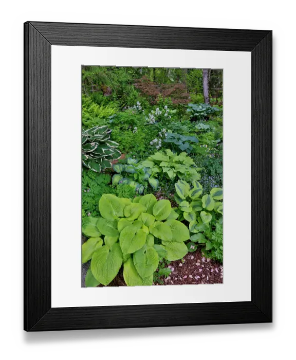 Framed Print : USA, Washington State, Sammamish. Growing hosta in garden Framed Print : USA, Washington State, Sammamish. Growing hosta in garden
