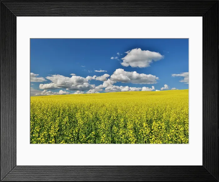 Framed Print : USA, Washington State, Palouse. Canola fields Framed Print : USA, Washington State, Palouse. Canola fields