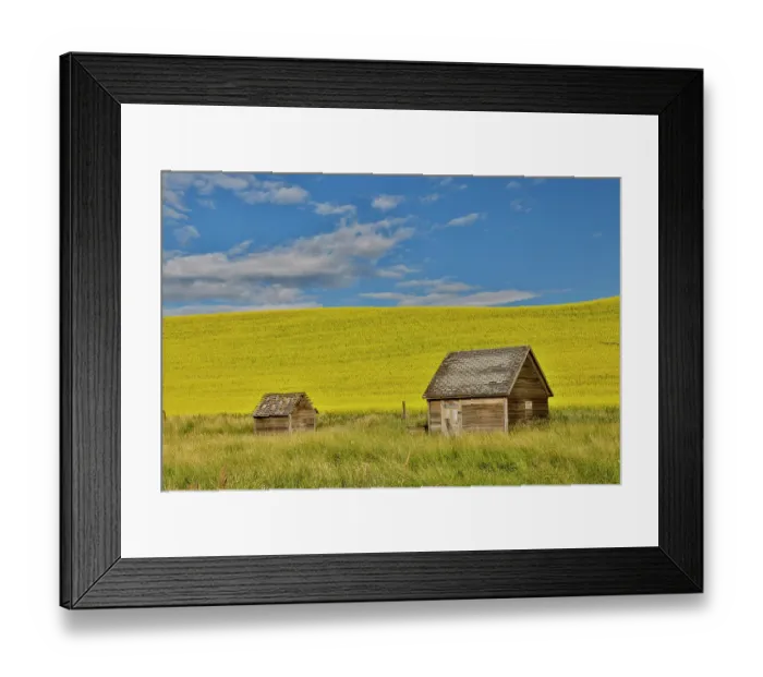 Framed Print : USA, Washington State, Palouse. Canola field and wooden shed Framed Print : USA, Washington State, Palouse. Canola field and wooden shed