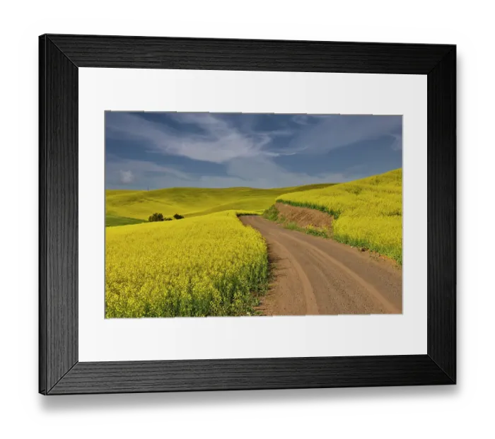 Framed Print : USA, Washington State, Palouse. Dirt road cutting through canola field Framed Print : USA, Washington State, Palouse. Dirt road cutting through canola field