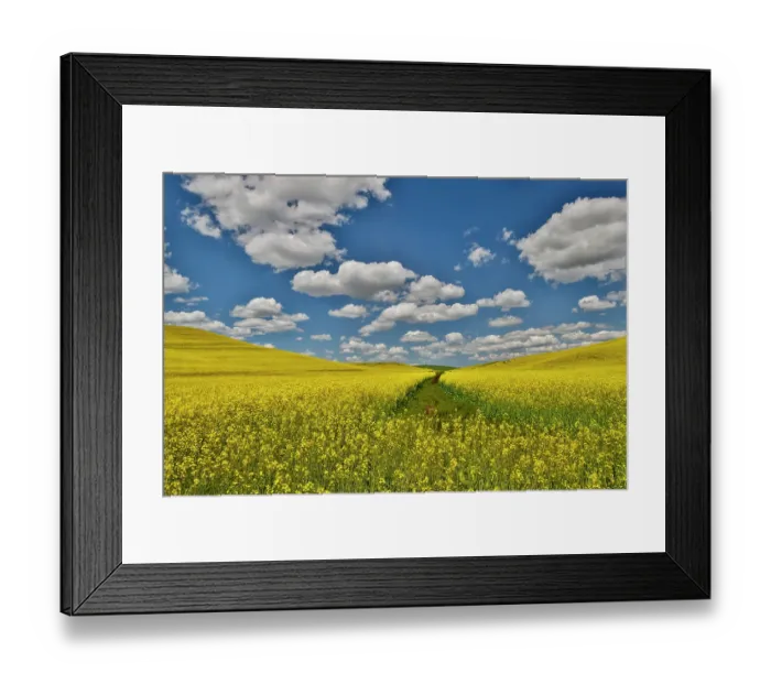 Framed Print : USA, Washington State, Palouse. Canola fields Framed Print : USA, Washington State, Palouse. Canola fields
