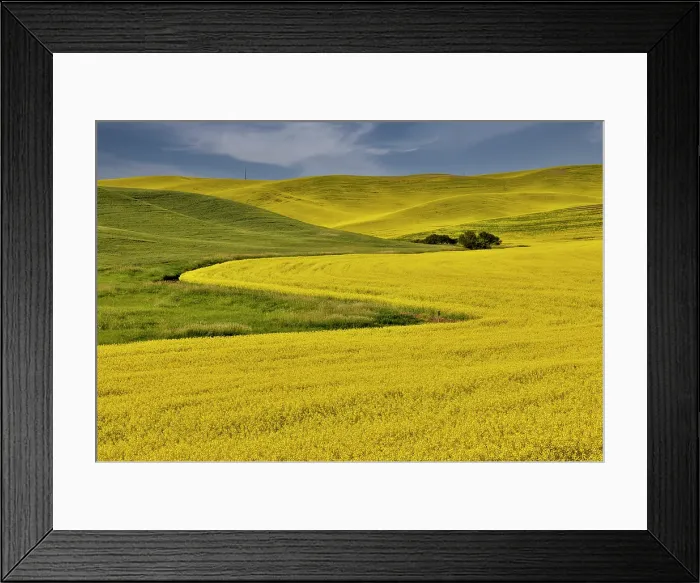 Framed Print : USA, Washington State, Palouse. Canola fields Framed Print : USA, Washington State, Palouse. Canola fields