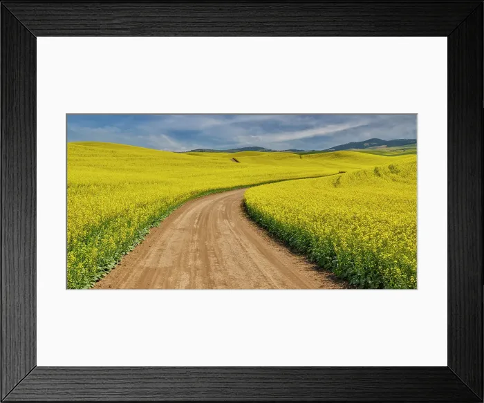 Framed Print : USA, Washington State, Palouse. Dirt road cutting through canola field