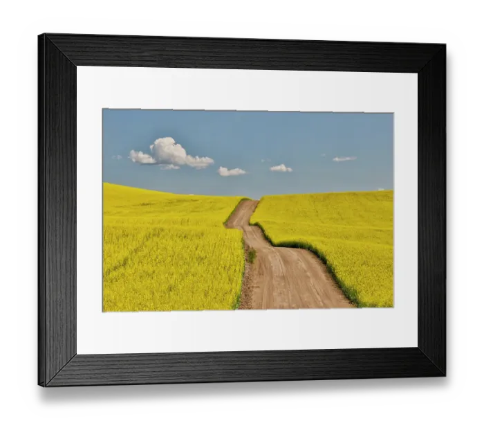 Framed Print : USA, Washington State, Palouse. Dirt road cutting through canola field Framed Print : USA, Washington State, Palouse. Dirt road cutting through canola field