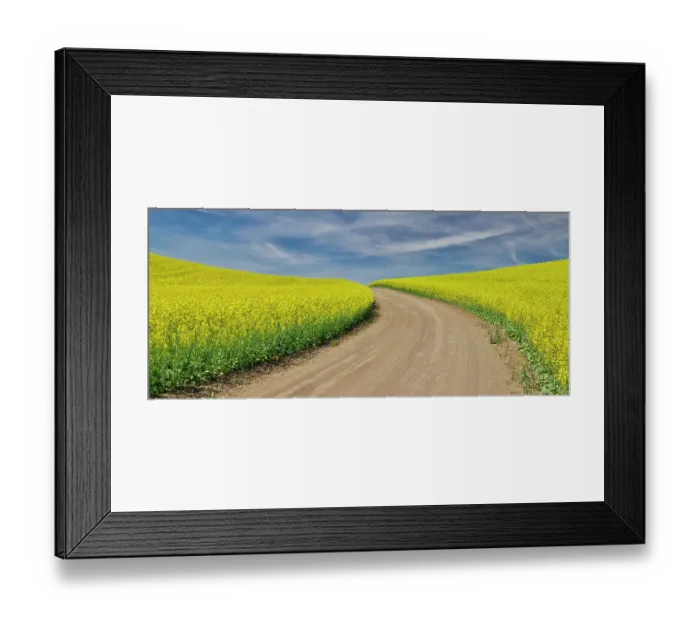 Framed Print : USA, Washington State, Palouse. Dirt road cutting through canola field Framed Print : USA, Washington State, Palouse. Dirt road cutting through canola field