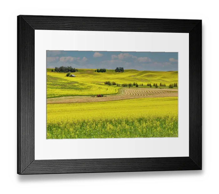 Framed Print : USA, Washington State, Palouse. Canola fields Framed Print : USA, Washington State, Palouse. Canola fields