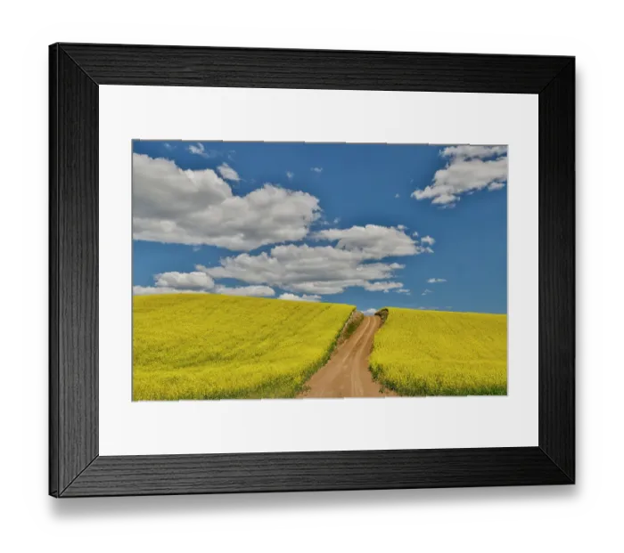 Framed Print : USA, Washington State, Palouse. Dirt road cutting through canola field Framed Print : USA, Washington State, Palouse. Dirt road cutting through canola field