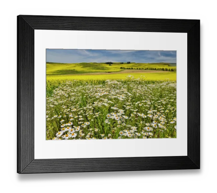 Framed Print : USA, Washington State, Palouse. Canola field and white daisies along side of road Framed Print : USA, Washington State, Palouse. Canola field and white daisies along side of road