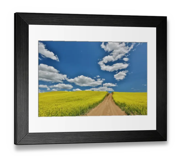 Framed Print : USA, Washington State, Palouse. Dirt road cutting through canola field Framed Print : USA, Washington State, Palouse. Dirt road cutting through canola field