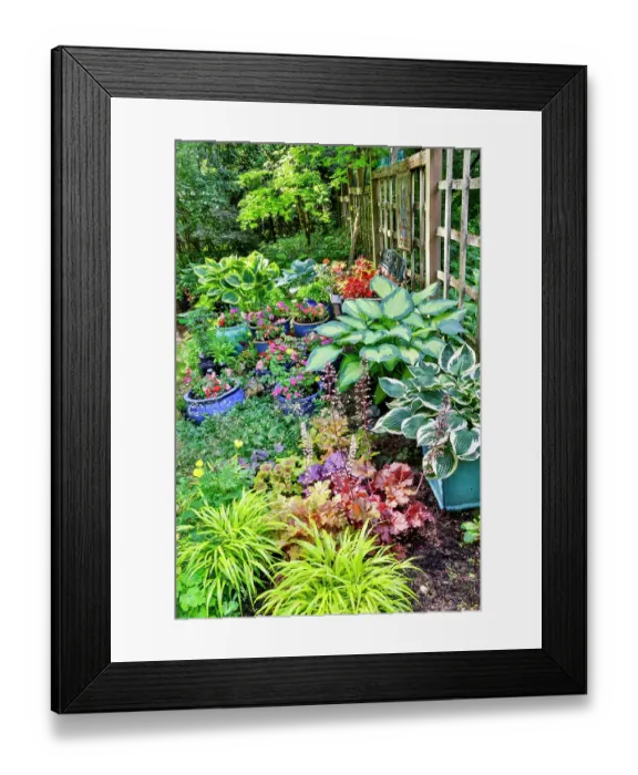 Framed Print : USA, Washington State, Sammamish. Japanese grasses planted along with hosta, impatiens and Coralbells in garden Framed Print : USA, Washington State, Sammamish. Japanese grasses planted along with hosta, impatiens and Coralbells in garden