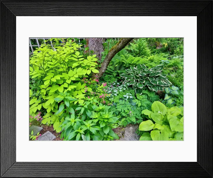 Framed Print : USA, Washington State, Sammamish. Hosta in shade garden Framed Print : USA, Washington State, Sammamish. Hosta in shade garden