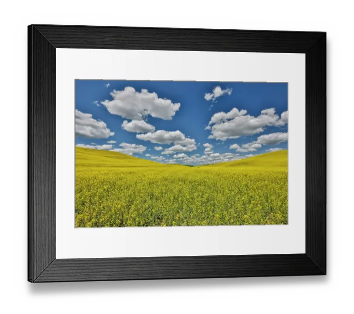 Framed Print : USA, Washington State, Palouse. Canola fields Framed Print : USA, Washington State, Palouse. Canola fields