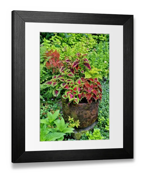 Framed Print : USA, Washington State, Sammamish. Coleus in planters in garden Framed Print : USA, Washington State, Sammamish. Coleus in planters in garden