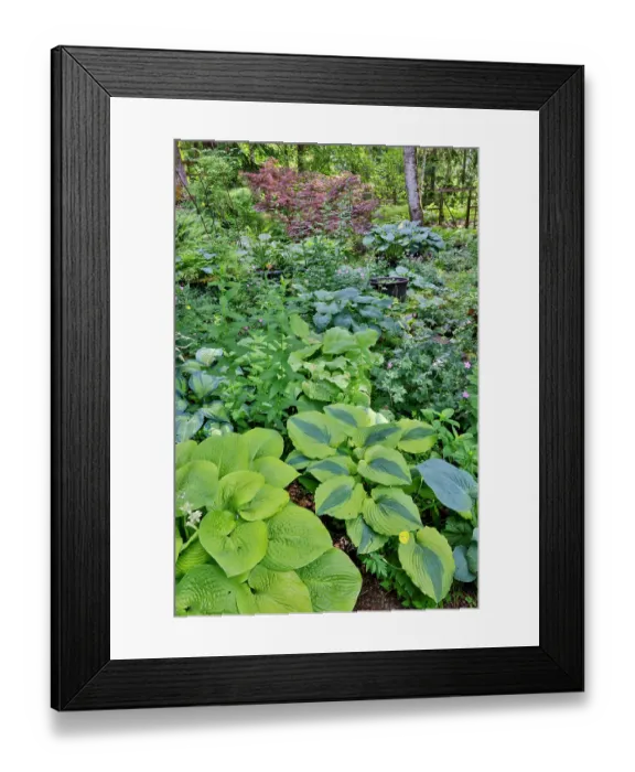 Framed Print : USA, Washington State, Sammamish. Growing hosta in garden Framed Print : USA, Washington State, Sammamish. Growing hosta in garden