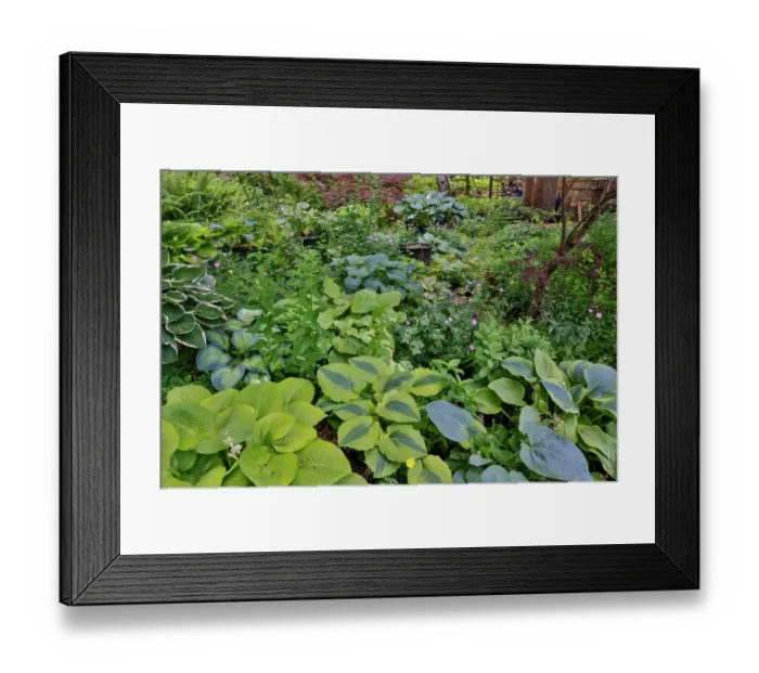 Framed Print : USA, Washington State, Sammamish. Growing hosta in garden Framed Print : USA, Washington State, Sammamish. Growing hosta in garden