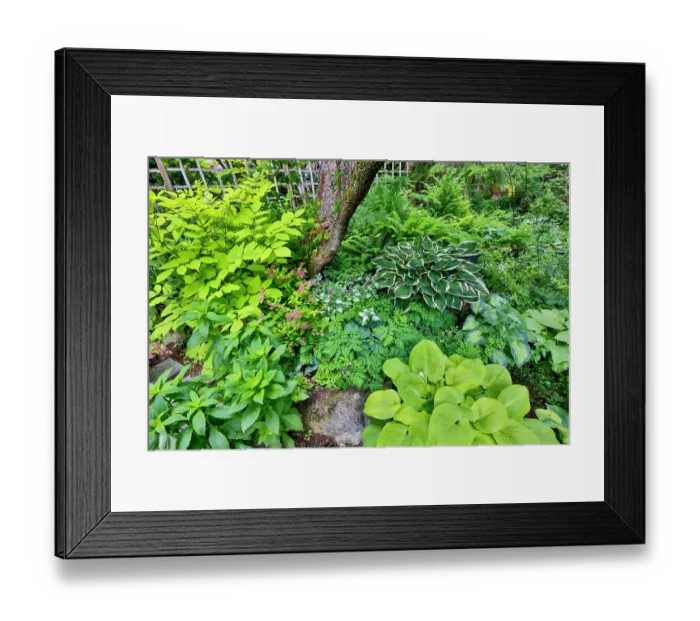 Framed Print : USA, Washington State, Sammamish. Growing hosta in garden Framed Print : USA, Washington State, Sammamish. Growing hosta in garden