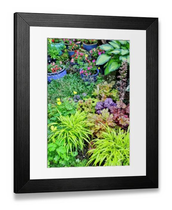 Framed Print : USA, Washington State, Sammamish. Japanese grasses planted along with hosta, impatiens and Coralbells in garden