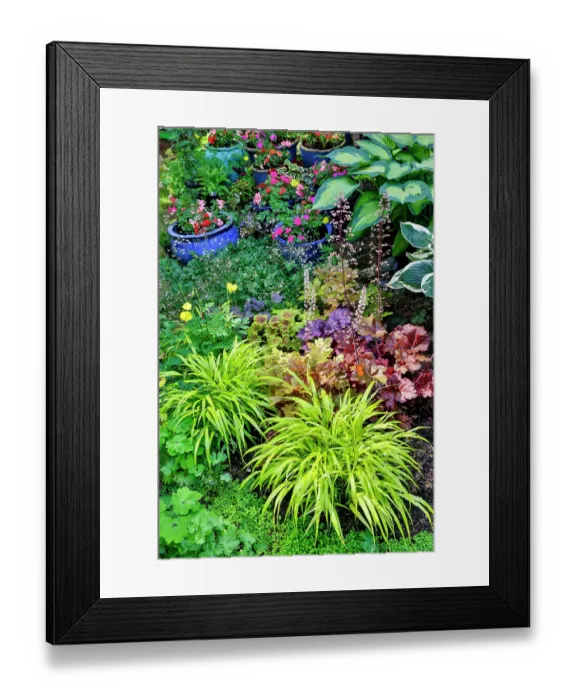 Framed Print : USA, Washington State, Sammamish. Japanese grasses planted along with hosta, impatiens and Coralbells in garden Framed Print : USA, Washington State, Sammamish. Japanese grasses planted along with hosta, impatiens and Coralbells in garden