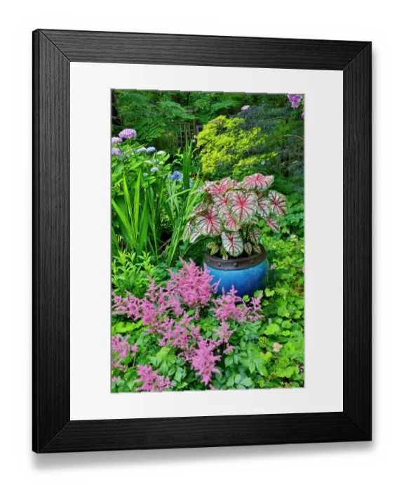 Framed Print : USA, Washington State, Sammamish. pink Astilbe and Caladium plants in garden