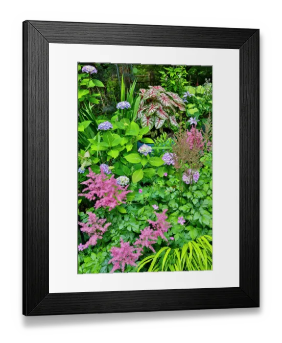 Framed Print : USA, Washington State, Sammamish. pink Astilbe and Caladium plants in garden Framed Print : USA, Washington State, Sammamish. pink Astilbe and Caladium plants in garden
