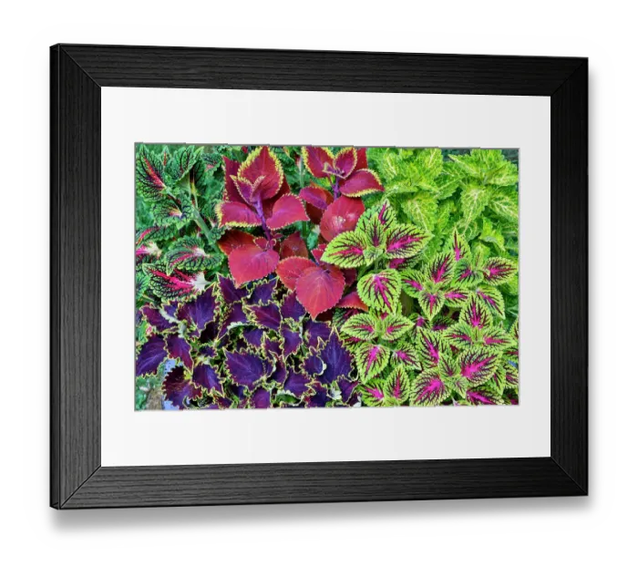 Framed Print : USA, Washington State, Sammamish. Coleus in planters in garden
