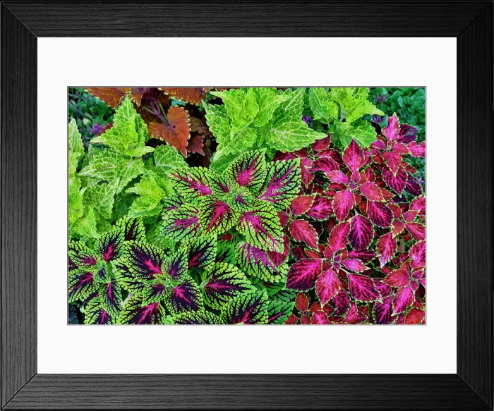 Framed Print : USA, Washington State, Sammamish. Coleus in planters in garden Framed Print : USA, Washington State, Sammamish. Coleus in planters in garden