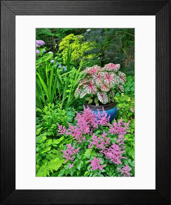 Framed Print : USA, Washington State, Sammamish. pink Astilbe and Caladium plants in garden