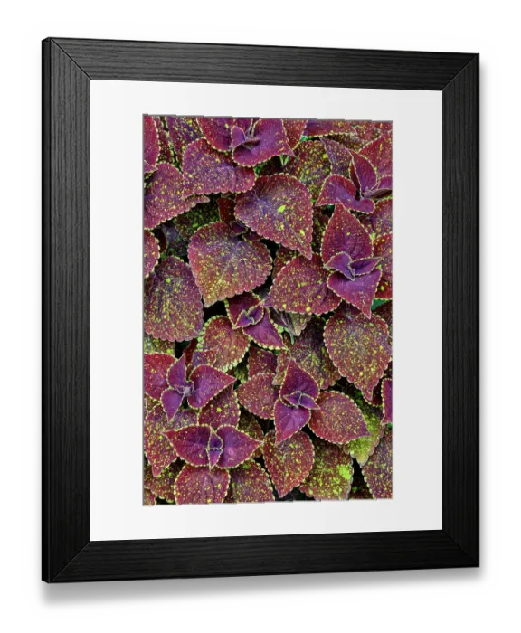 Framed Print : USA, Washington State, Sammamish. Coleus in planters in garden Framed Print : USA, Washington State, Sammamish. Coleus in planters in garden