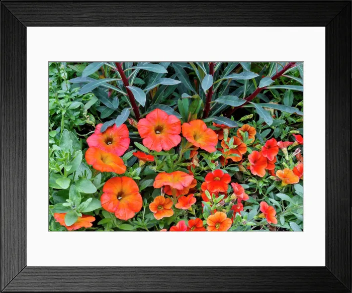 Framed Print : USA, Washington State, Sammamish. Garden with orange, red Petunia Framed Print : USA, Washington State, Sammamish. Garden with orange, red Petunia