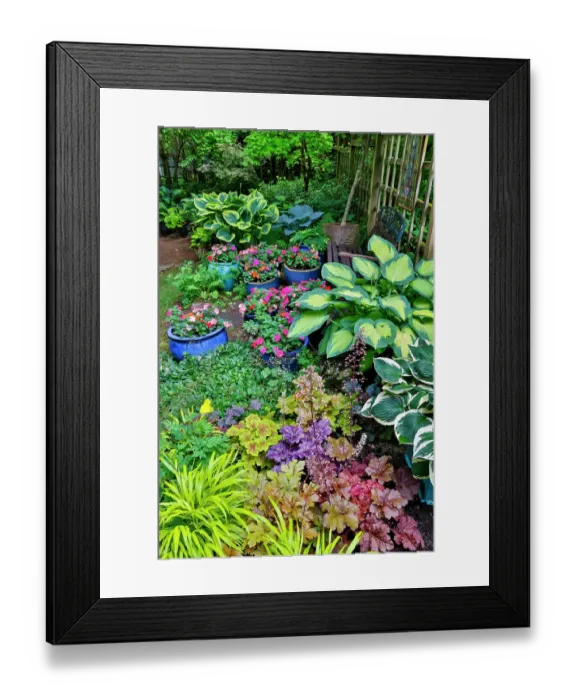 Framed Print : USA, Washington State, Sammamish. Garden with hosta and impatiens in late spring time bloom Framed Print : USA, Washington State, Sammamish. Garden with hosta and impatiens in late spring time bloom