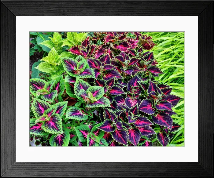 Framed Print : USA, Washington State, Sammamish. Coleus in planters in garden