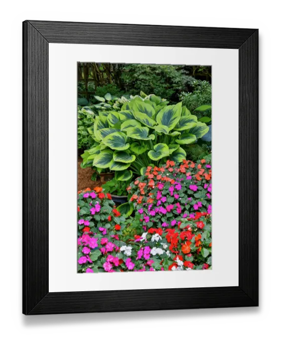 Framed Print : USA, Washington State, Sammamish. Garden with hosta and impatiens in late spring time bloom